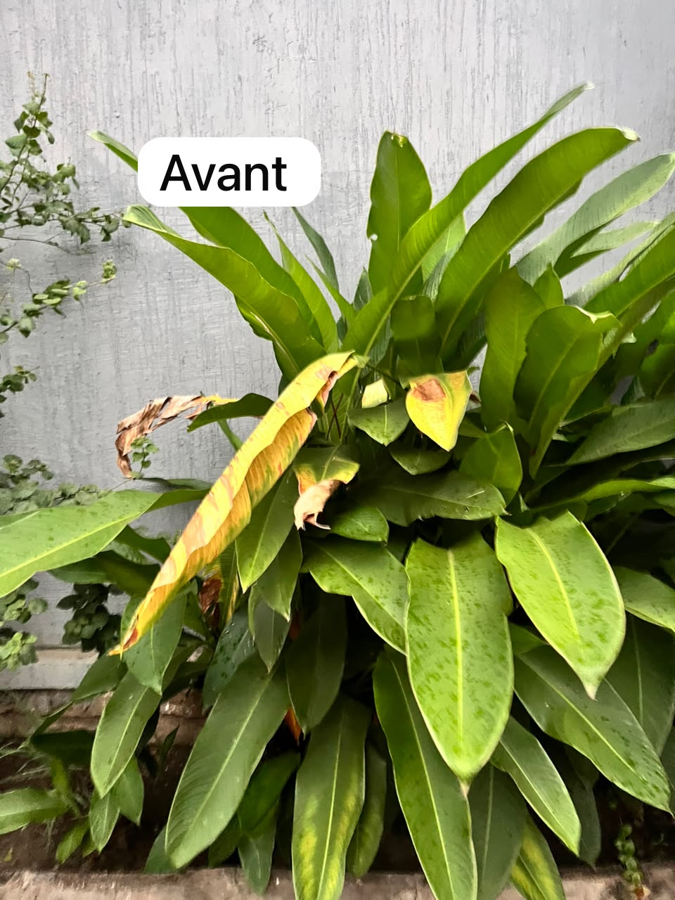 Une nouvelle vie pour vos plantes !