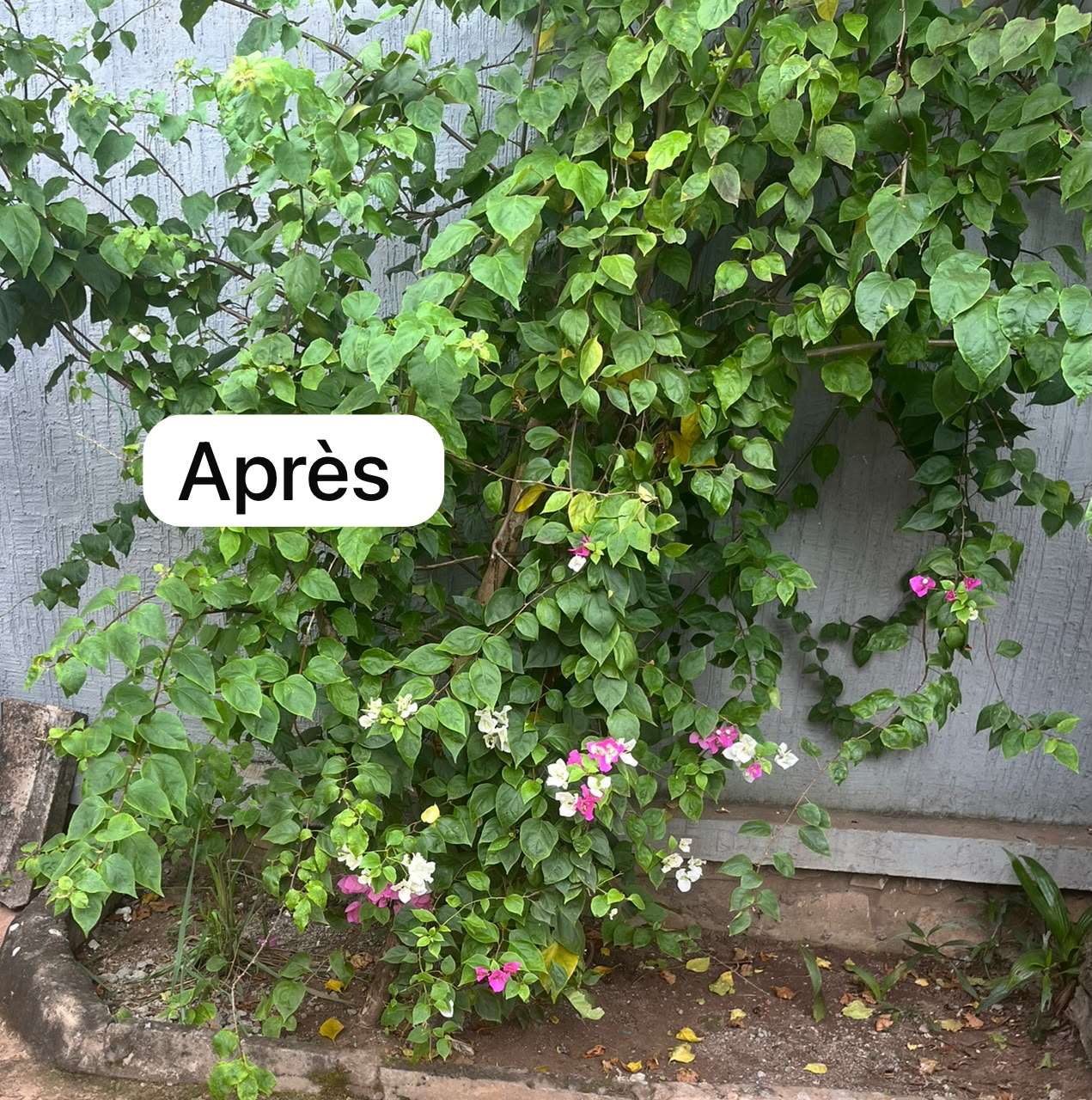 Une nouvelle vie pour vos plantes ! — photo 6