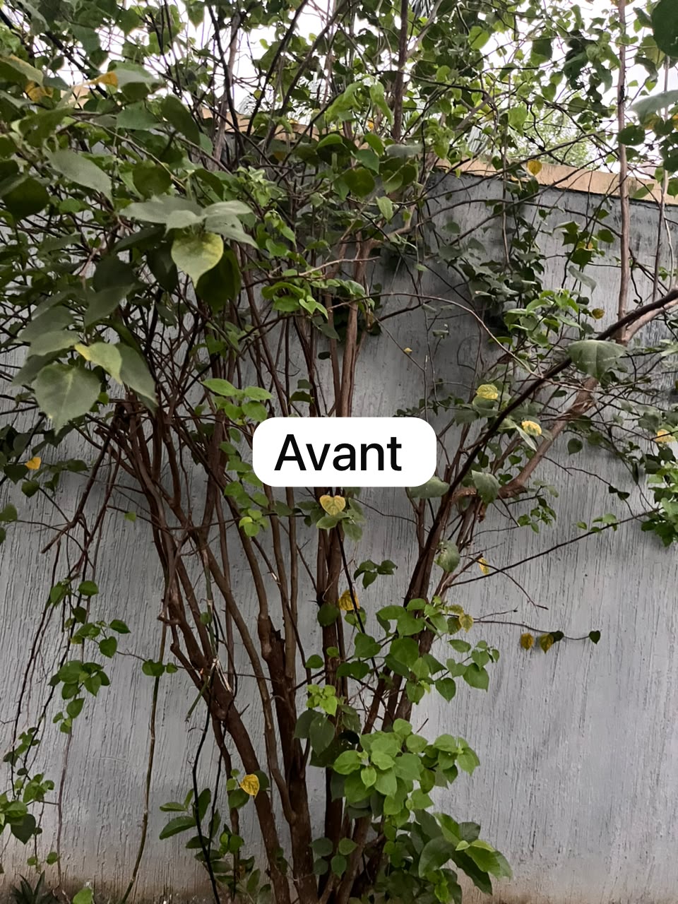Une nouvelle vie pour vos plantes ! — photo 5