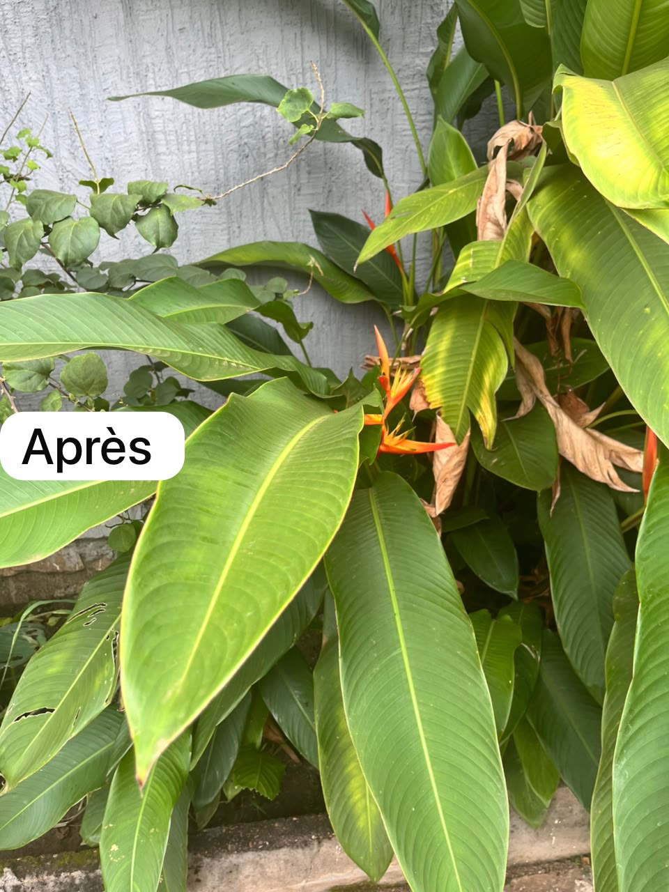 Une nouvelle vie pour vos plantes ! — photo 2