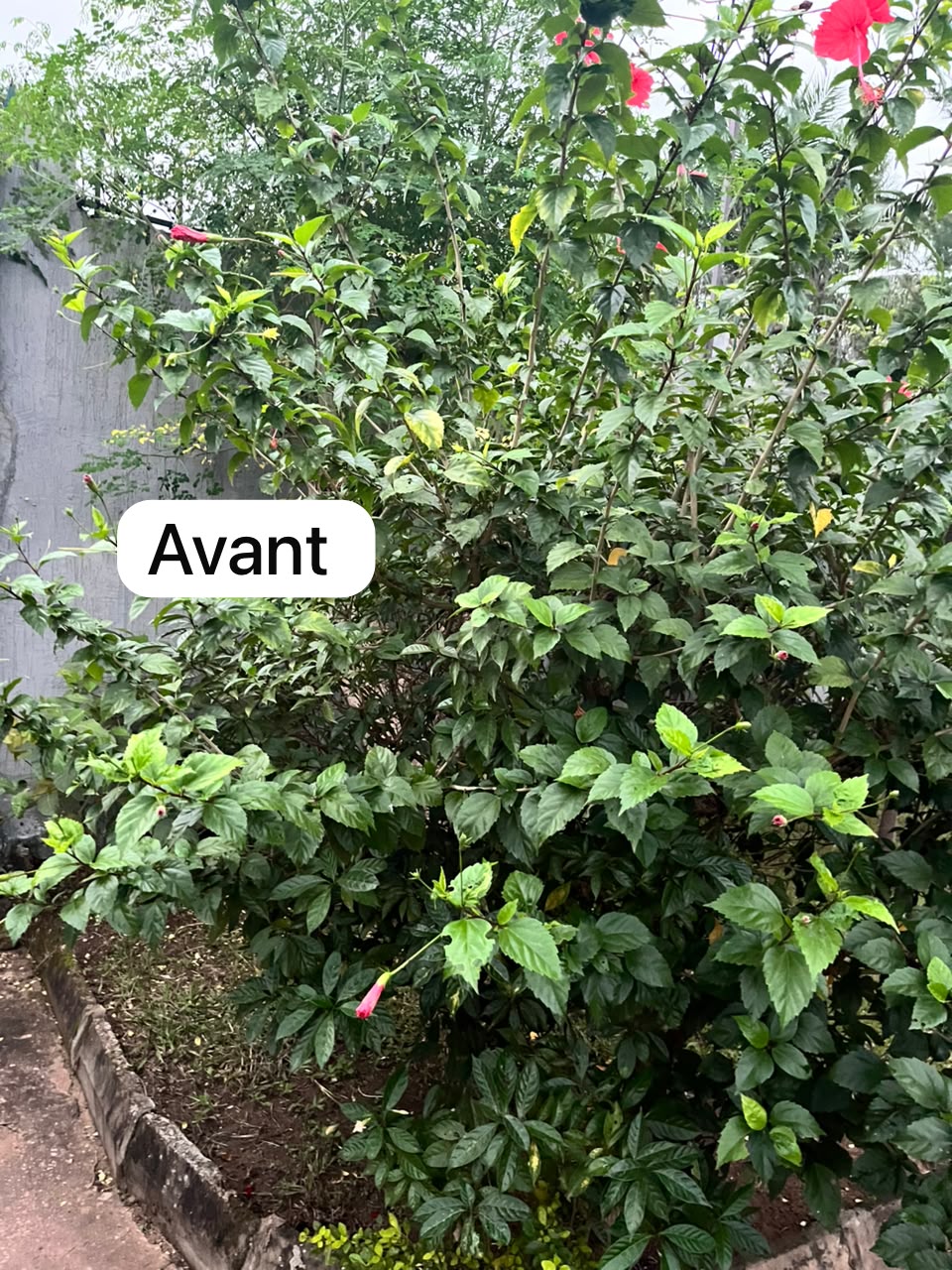 Une nouvelle vie pour vos plantes ! — photo 3