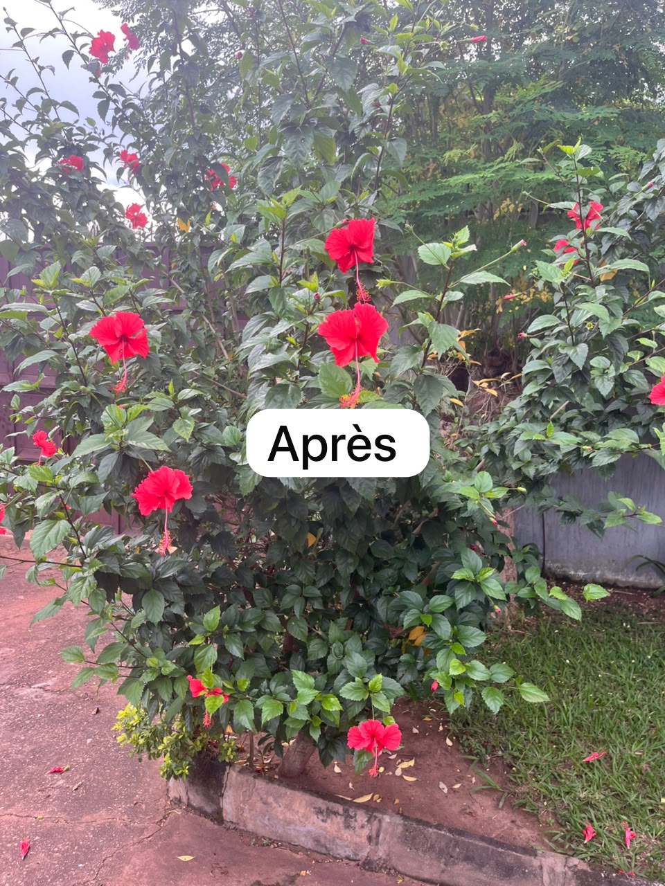 Une nouvelle vie pour vos plantes ! — photo 4