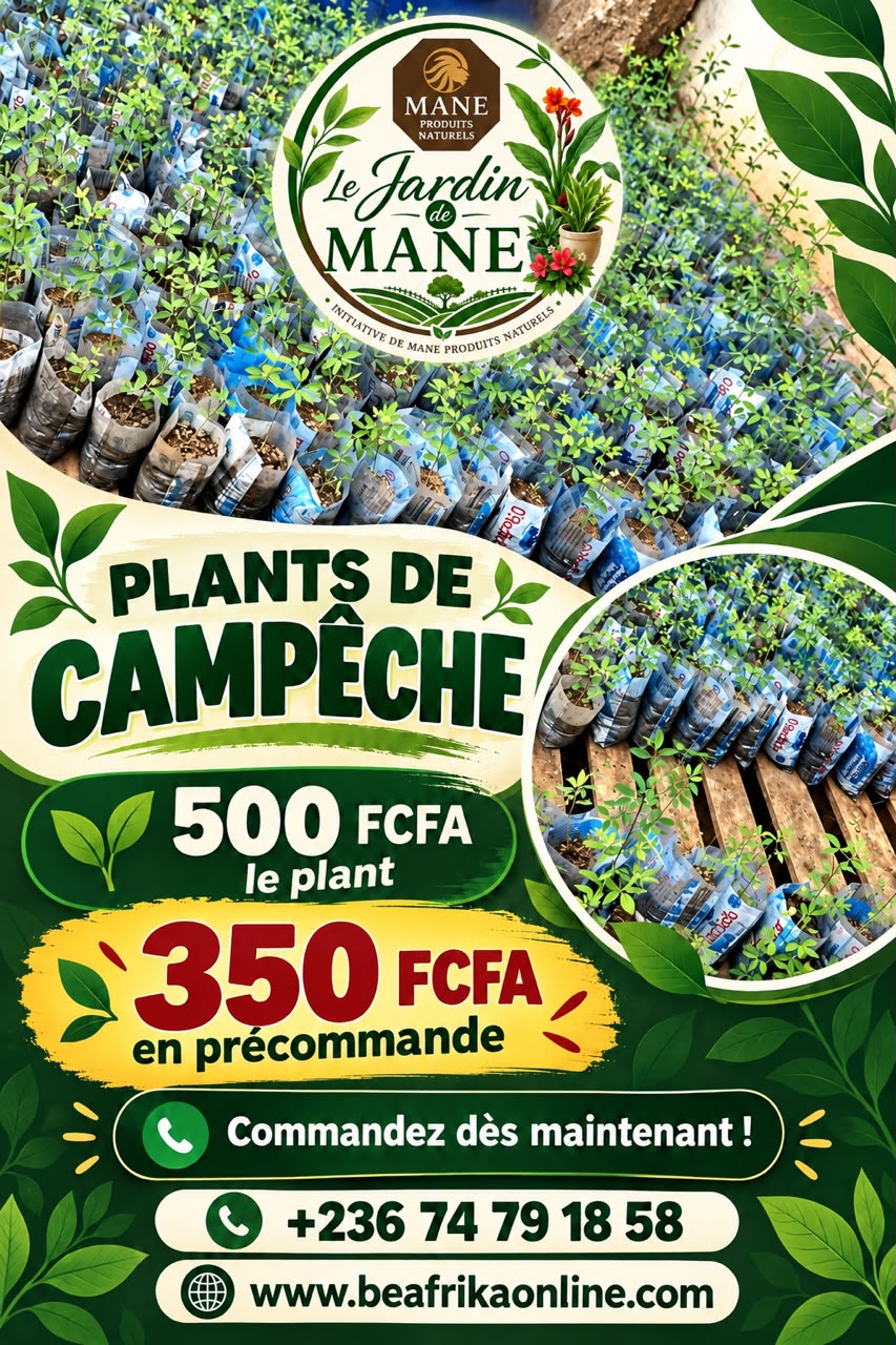 Plants de Campêche