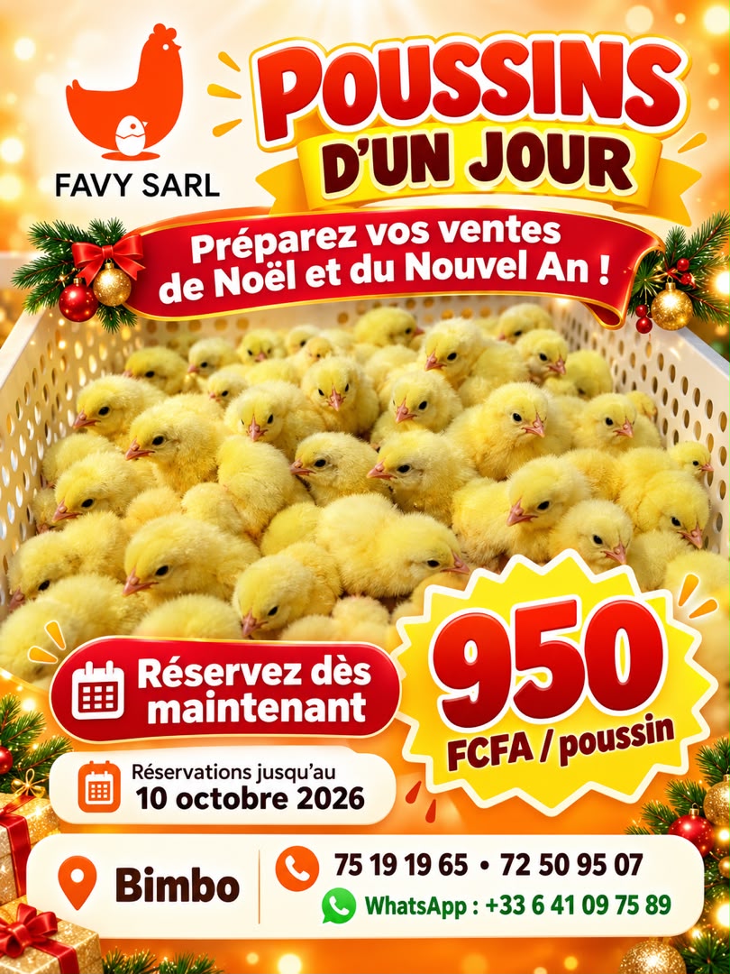 Poussins d'un jour